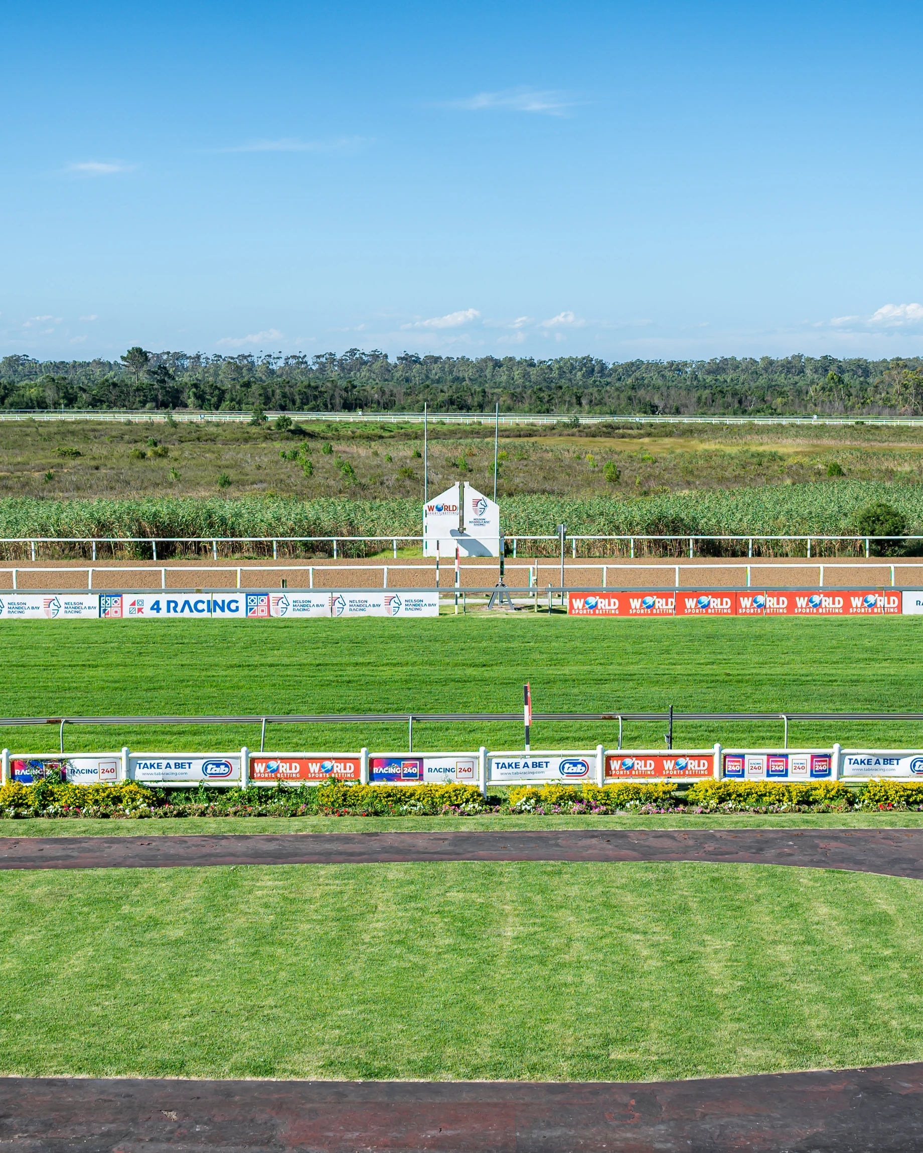 Floodlit twilight at Fairview, with horses on the home stretch and the grandstand lit up against the sky