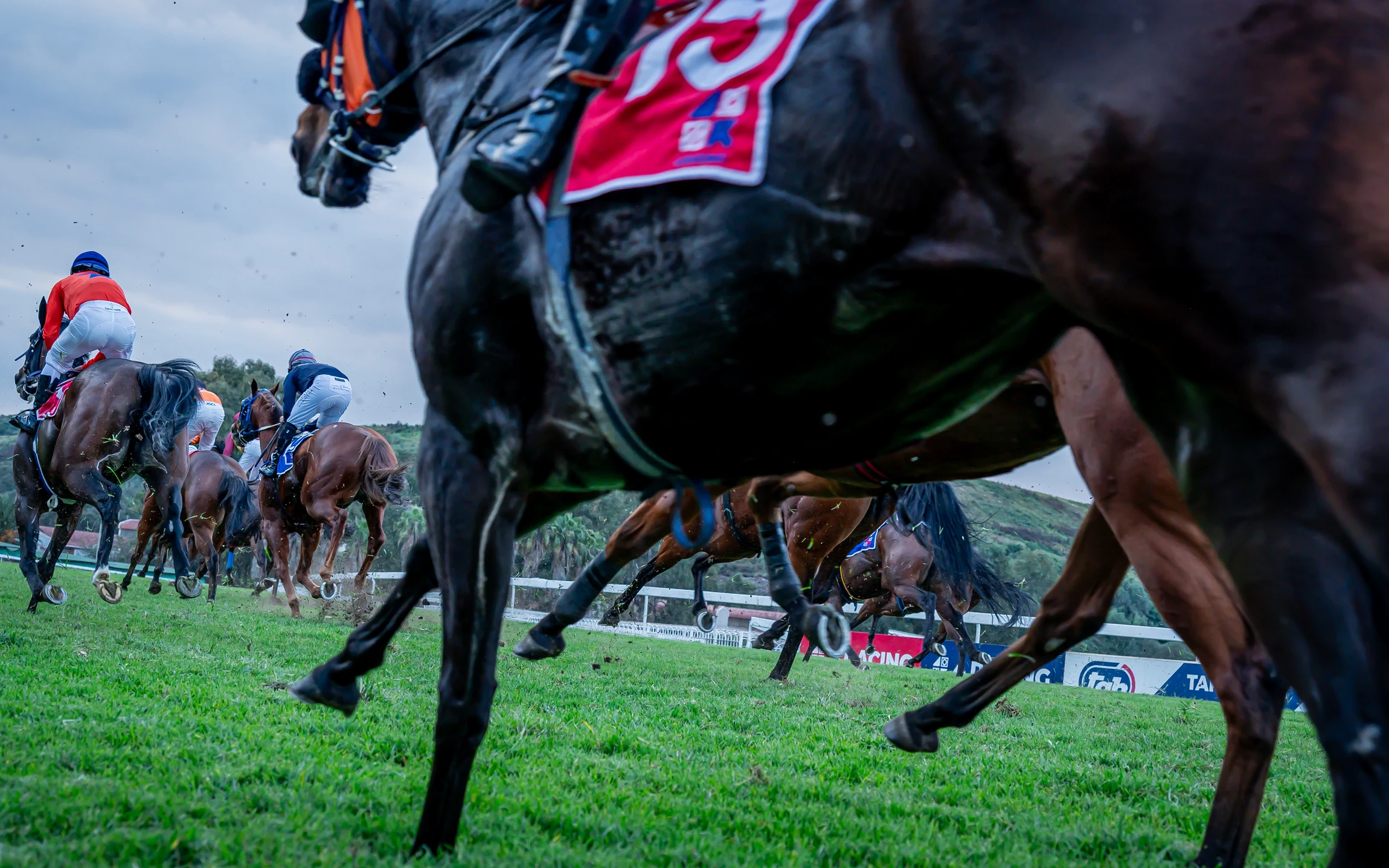 Follow the race, place a bet.